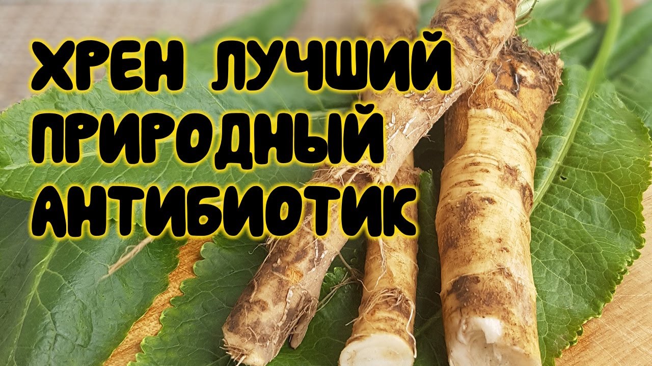 Хрен лучший природный антибиотик!