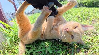 寝起きの茶トラ猫ちゃんが寝ボケながら攻撃してきた
