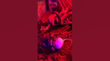 Python snake eats a mouse | Mystic Animals #shorts