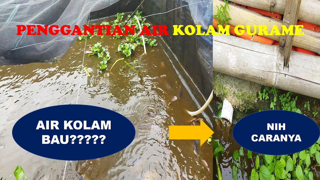 PENGGANTIAN AIR KOLAM GURAME - YouTube