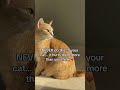 #cat mom #cat #catshorts #cats #catsofusa #catlovers #catlove #cathealth #catparent #cathealthtips