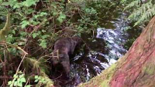 Wetlands pond & Barred Owls- Doberman & Bouvier puppies by Rachel Vong 59 views 4 years ago 1 minute, 30 seconds