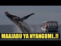 MAAJABU YA NYANGUMI MKUBWA ZAIDI DUNIANI MAAJABU YA NYANGUMI MKUBWA ZAIDI DUNIANI