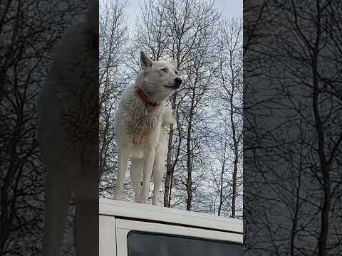 Собака как кошка Вьюга залезла на крышу машины зслайка вьюга собака смешные животные