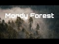 Moody peaceful forest  cinematic  sanidhya chanana