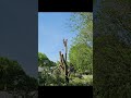 Willow removal before the storm.