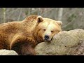 Música Relaxante - Acalmar a Mente - Meditação e Paz de Espirito - Sons da Natureza Para Dormir