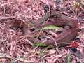 Jungle snake Papua New Guinea