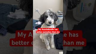 This Aussiedoodle has better eyelashes than me