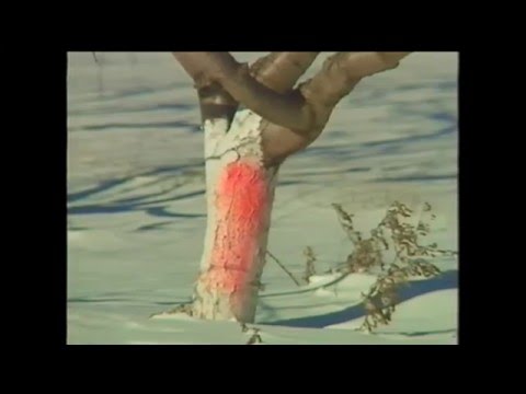 Видео: Plum Pox Virus - Грижа за растенията, засегнати от болестта Plum Pox