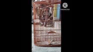 tengkek buto asli 5 menit jeda 10 menit