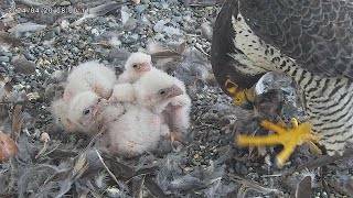 Osaka Peregrine Falcons/2024-04-20/ 3rd feeding