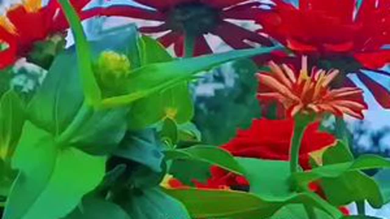 景色艳丽花美歌甜