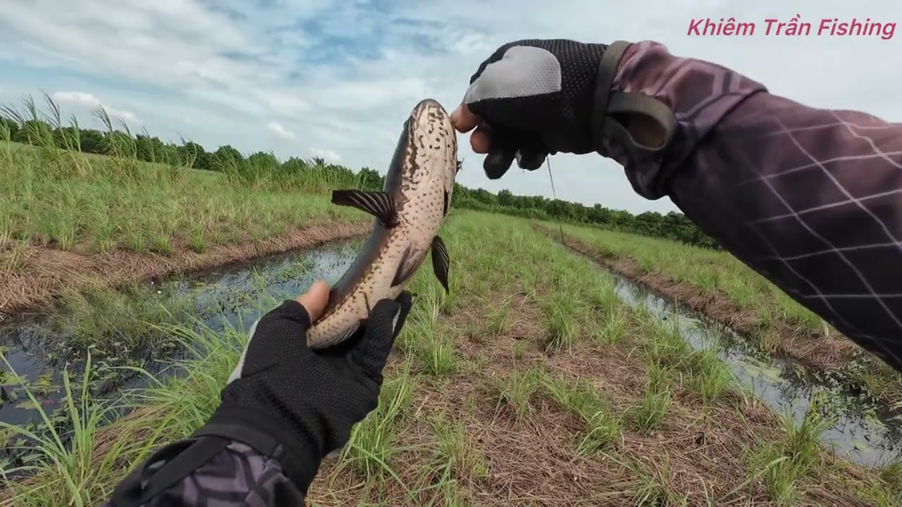 Câu cá lóc Tân Phú Đông Tập #114  giao lưu cùng thằng em mới nhập môn /khiemtranfishing 