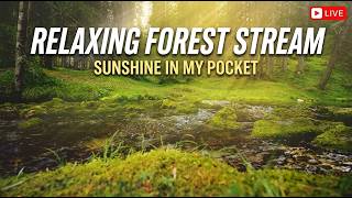 Relaxing Forest Stream with Morning Sun Rays (Sunshine In My Pocket) | 4K Nature Ambient Music
