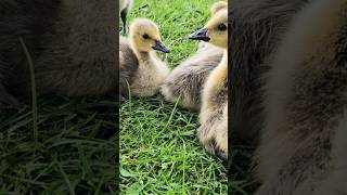 Natural Goose Island..Park..UK..🐤🐥🦆🦢🐦🌴🌳🌲