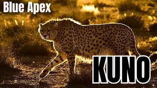Kuno: The Forgotten Kingdom of India’s Apex Predators