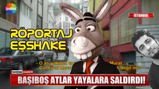 At Muhabi̇re Saldirdi Röportaj Eşshake