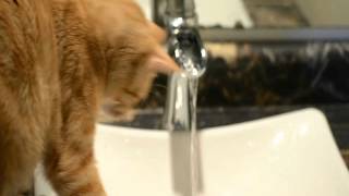 Cat turns on water.mov