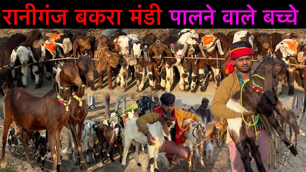 पालने वाले बच्चे और बकरियाँ 17/02/26 रानीगंज बकरा मंडी यूपी अमेठी | Raniganj Goat Market |Ziya Vlogs