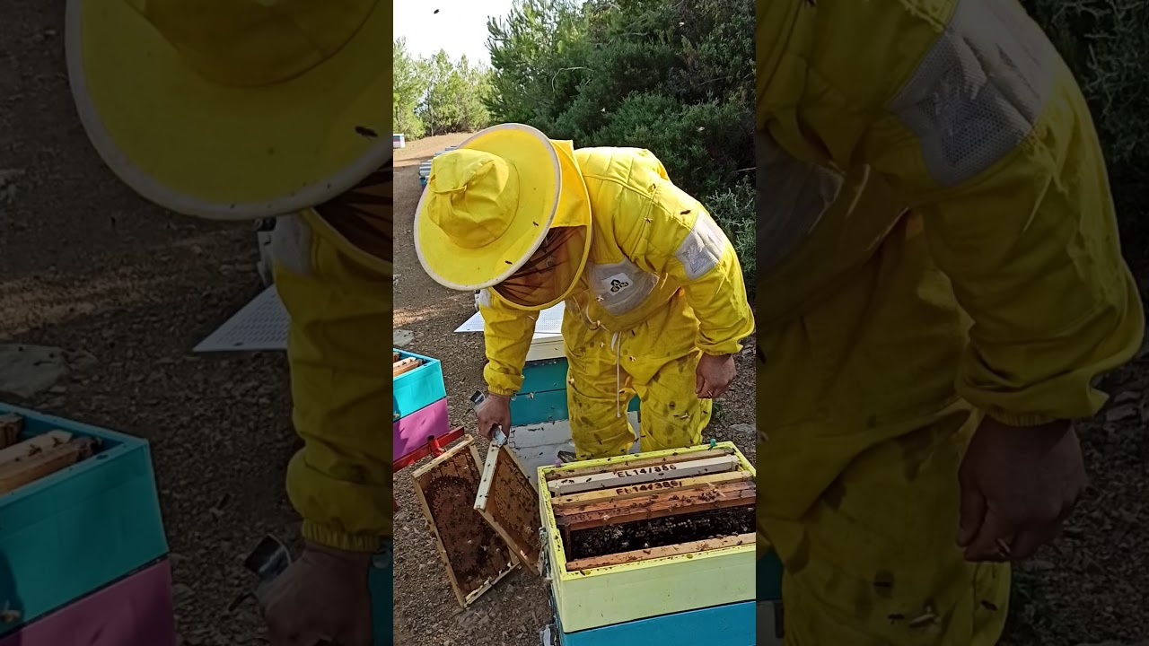 Ανάπτυξη μελισσιού στά ρείκια.Φοαμ διάφραγμα σωστή χειρισμοί το τέλειο αποτέλεσμα.