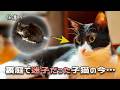 モジモジしてた迷子の子猫が、先住猫たちに可愛がられて育った結果…