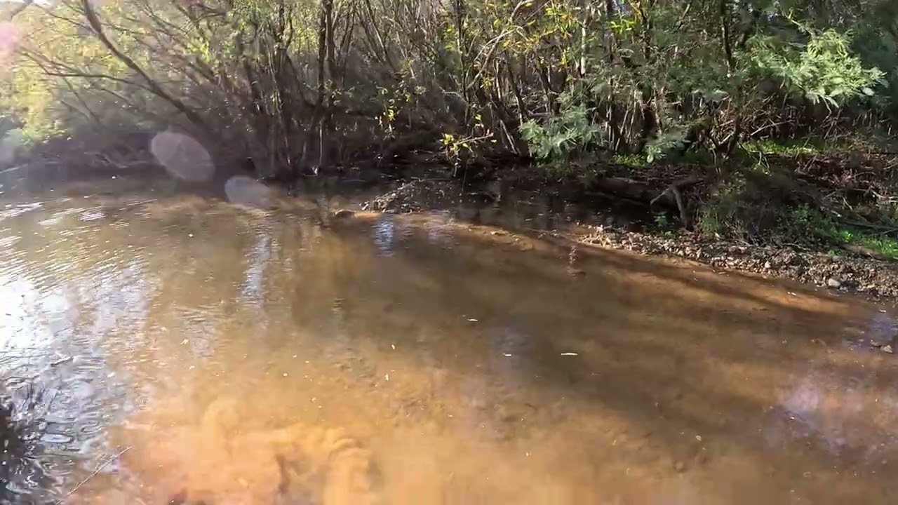 Passeio de Cabras Silves até Rasmalho 06122025