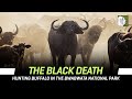 The black death  hunting buffalo in the bwabwata national parknamibia