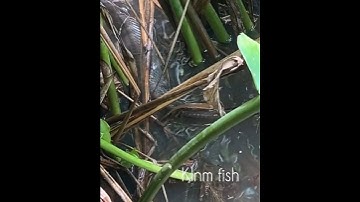 Cá trê, cá lóc, cá rô lên bờ #cacconvat #docla #fishing