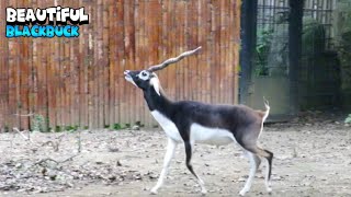 Alpha Blackbuck Dictating Power