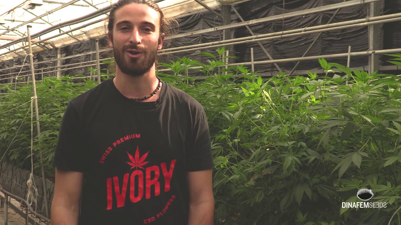 Collaboration avec Ivory et Phytocann: processus de production de la Dinamed Kush