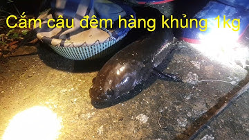 204 | Cắm Câu Kênh Lục Bình | Kỷ Lục Cá Lóc 1kg | Quê Hương Miền Tây | snakehead fish 1kg
