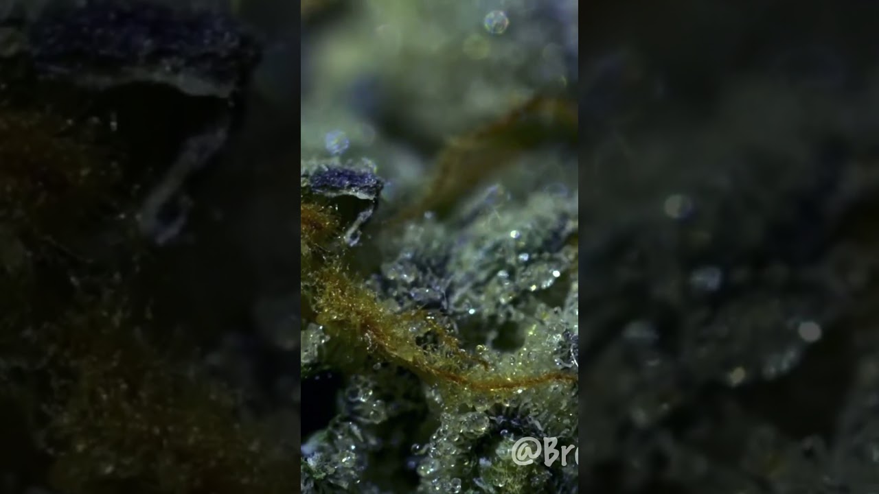 I love the packaging on this Tripple Burger from Amaze Cannabis