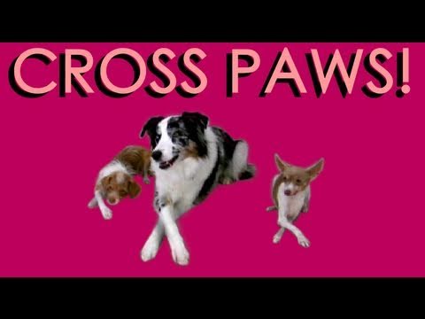 Cross Paws- dog tricks- how to train