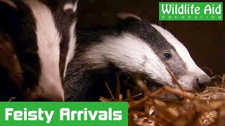 Found badger cubs arrive after being abandoned