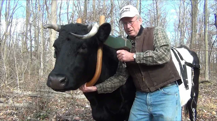 Ox Logging  Fitting and Using a Single Yoke