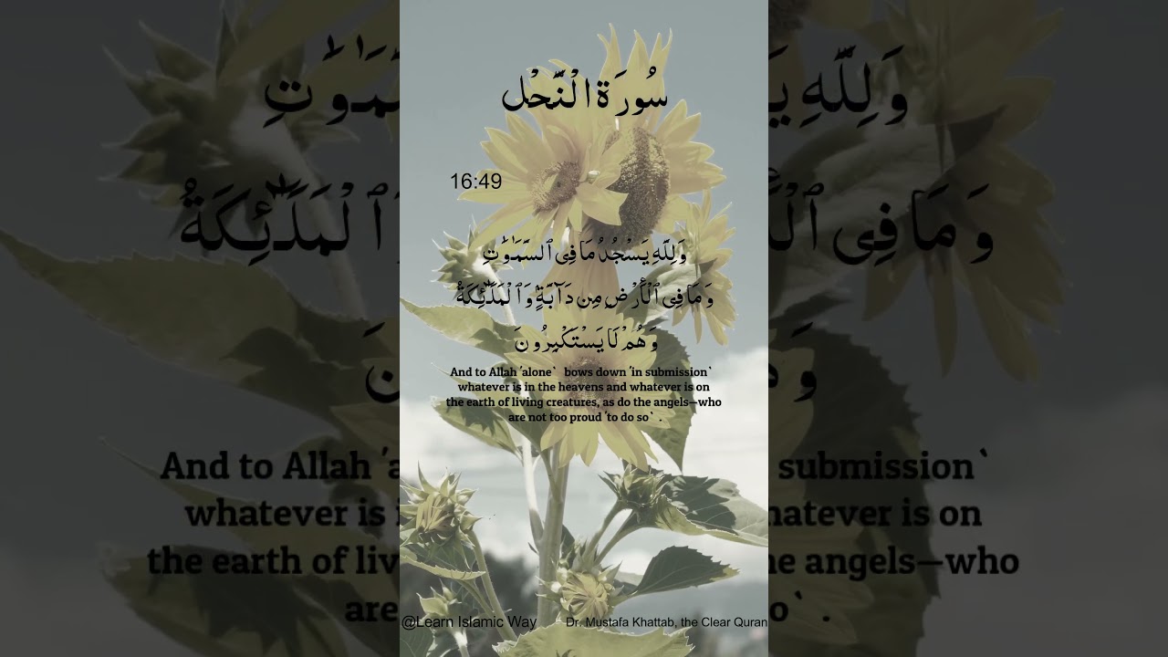 Surah Al-Nahl Ayat No 16 : 49 50 Arabic | سورۃ النحل With English Translation  #quran #allah #yts