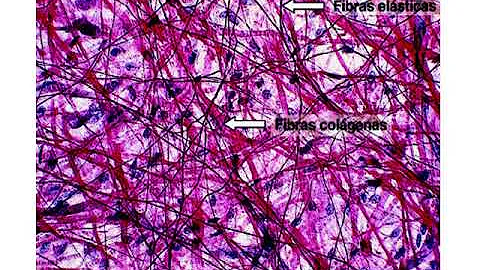 O que é colágeno bioquímica?