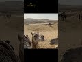 A Dog Climbed a Pyramid