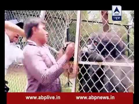 'Ichchadhari' Gorilla in Thapki Pyaar Ki