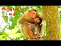Pitiful baby monkey Rex crying loudly, Cruel mom Rose tortures baby Rex so hard