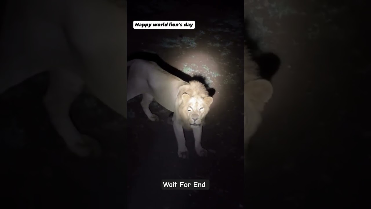 Lion At My Home | Gir Village Life | Asiatic Lion | Land Of Lions | Gir Forest | Lion Conflict | Gir