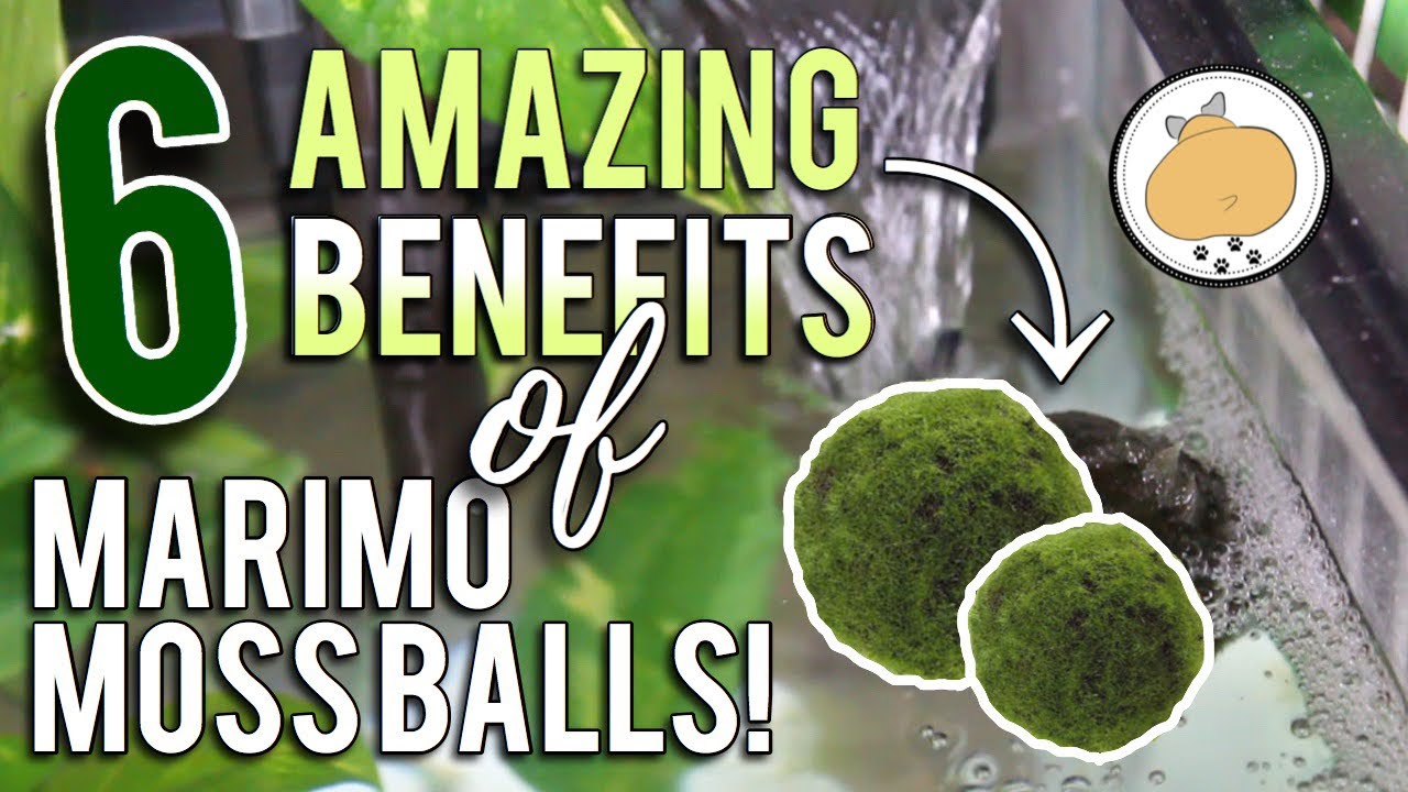 Top 3 Reasons why You Should buy a Marimo Moss Ball – Moss Ball Pets™