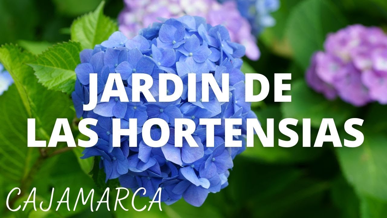 Visita al Jardín de las Hortensias en Cajamarca | PV