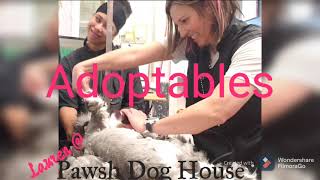 Adoptables by Pawsh Dog House 497 views 3 years ago 5 minutes, 15 seconds