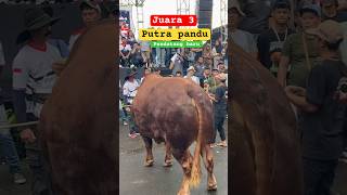 Download Lagu Juara 3 kelas extreme kontes sapi Boyolali MP3