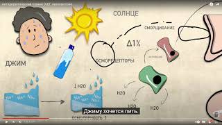 картинка: Бөліп шығару жүйесі / АДГ / Вазопрессин/Тоқтаров Ұлықбек / Биология жаңартылған бағдарлама/ ҰБТ 2023