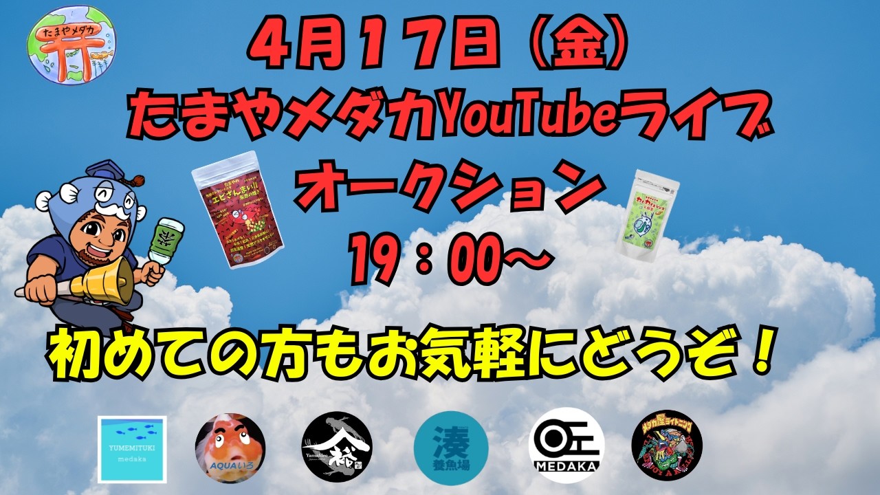 【配送可能】アキラメダカ(購入者決定) 楽天市場】【稚魚10匹】メダカ 夜桜ゴールド【送料無料】めだか 生体