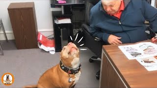 This Rescued Pit Bull Barks At His Moms Boss Every Day But His Past Is Heartbreaking