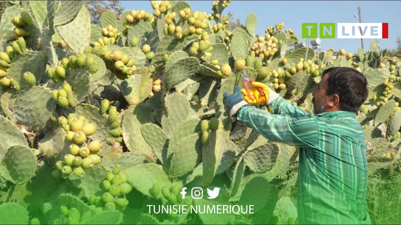 نابل: تقدم موسم الهندي الأملس ببوعرقوب بنسبة 50%